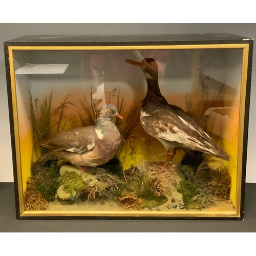 455 - Taxidermy - Oyser Catcher and Rock Dove. amongst grasses, the case 43cm high, 56cm wide