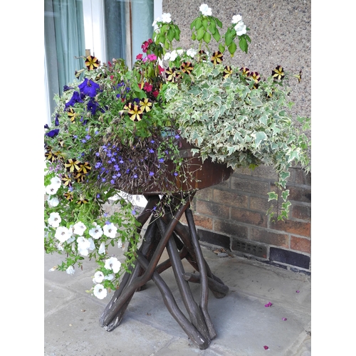 166 - Garden planters, rustic base;  two shrubs, etc