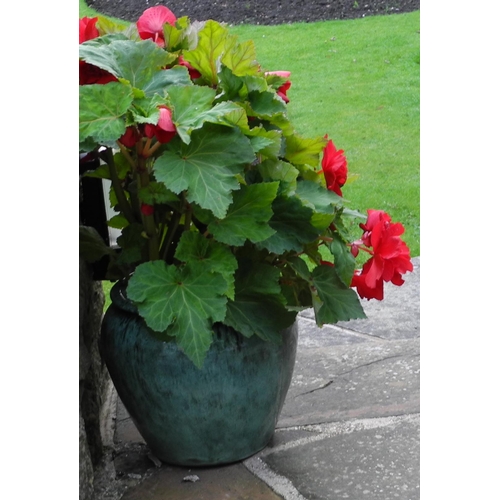 166 - Garden planters, rustic base;  two shrubs, etc