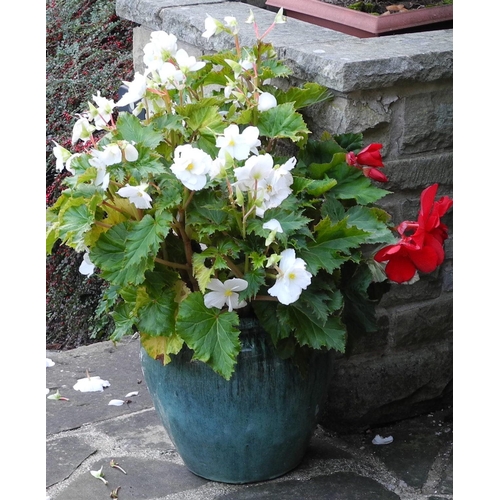 166 - Garden planters, rustic base;  two shrubs, etc