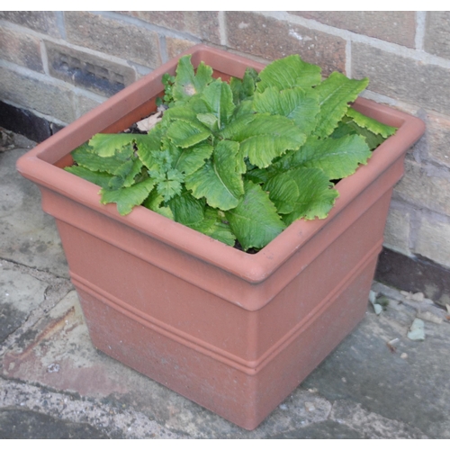 166 - Garden planters, rustic base;  two shrubs, etc