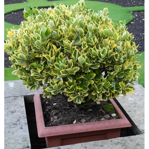 166 - Garden planters, rustic base;  two shrubs, etc