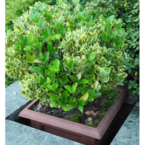 166 - Garden planters, rustic base;  two shrubs, etc