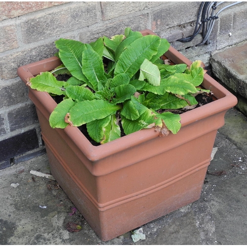 166 - Garden planters, rustic base;  two shrubs, etc