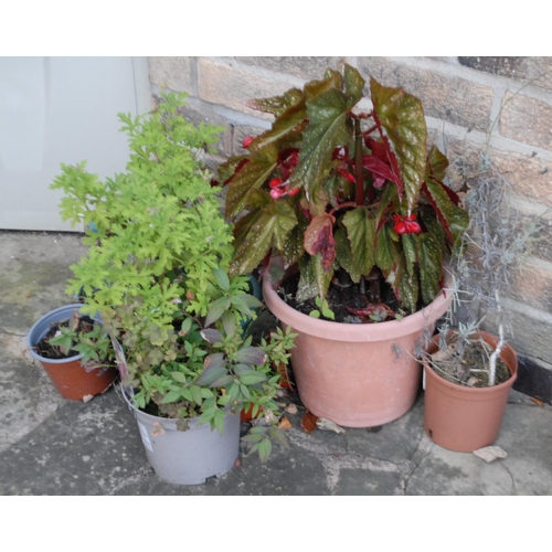 166 - Garden planters, rustic base;  two shrubs, etc