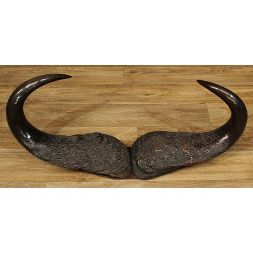 96 - Taxidermy - water buffalo (Bubalus bubalis) horns, mounted for display, 41cm high, 106cm wide overal... 