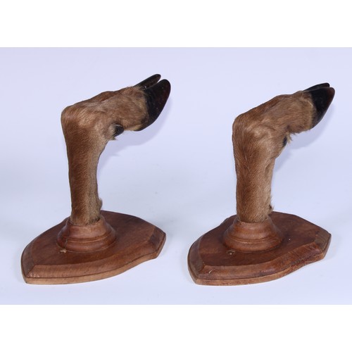 97 - Taxidermy - a pair of deer hoof and fetlock wall mounted gun or crop rack brackets, shield mounts, 1... 