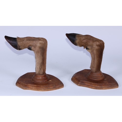 97 - Taxidermy - a pair of deer hoof and fetlock wall mounted gun or crop rack brackets, shield mounts, 1... 