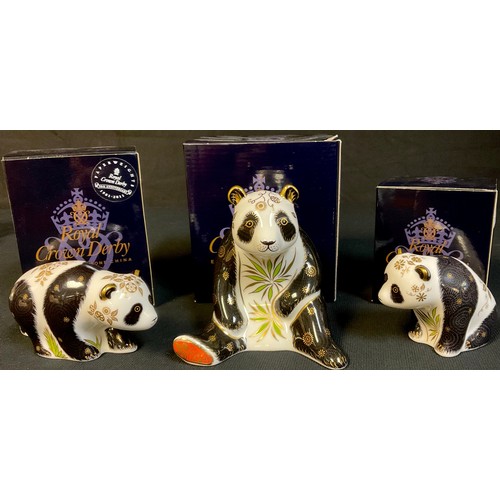 76 - A set of three Royal Crown Derby paperweights, Giant Panda, Baby Panda Walking and Baby Panda, gold ... 