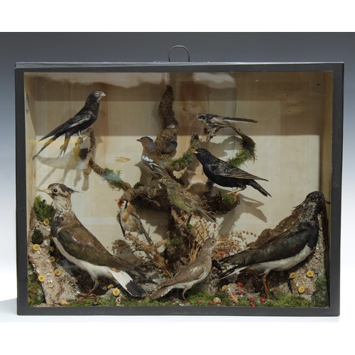 687 - Taxidermy - a Victorian arrangement of cased British birds, by Henry Cooper of Marple