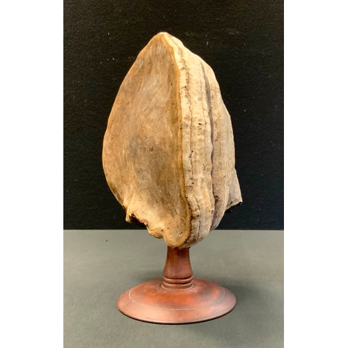 82 - Natural History - Mycology - a bracket fungus specimen, mounted for display, 27cm high overall, 22cm... 