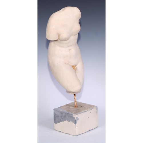 5151 - A museum type plaster model, of a torso, after the antique, mounted for display, 50cm high overall