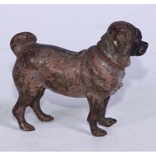 5250 - An Austrian cold painted bronze, of a pug, 8cm long, Vienna c.1900