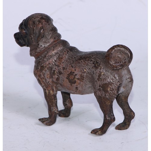 5250 - An Austrian cold painted bronze, of a pug, 8cm long, Vienna c.1900