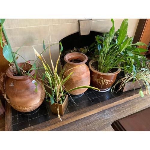 80 - House Plants;  a pair of terracotta ovoid vases;  etc


** We would please ask that all payments are... 