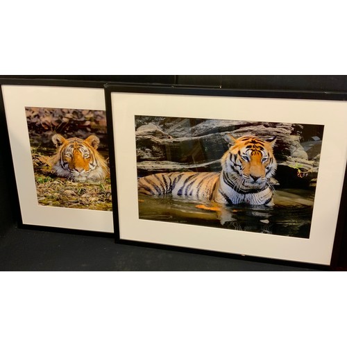 86 - Michael Vickers, Tiger, in Bandhavgarh National Park, Madreya Pradesh, India, coloured photograph, 3... 