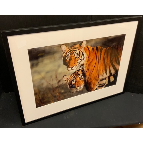 86 - Michael Vickers, Tiger, in Bandhavgarh National Park, Madreya Pradesh, India, coloured photograph, 3... 