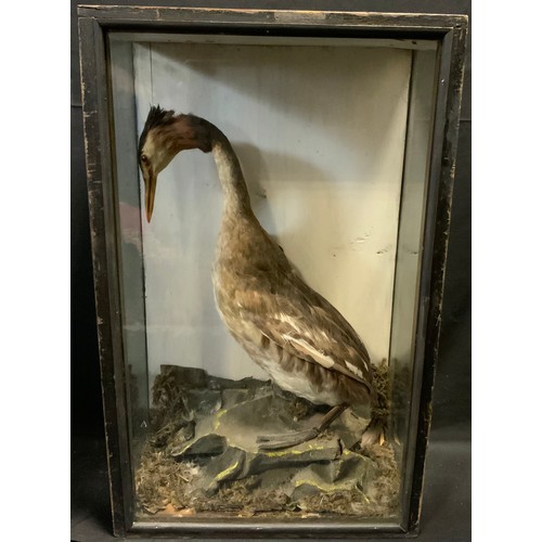 79 - Taxidermy - a Great Crested Grebe, glazed case, 58cm high, 35.5cm wide, 18.5cm deep