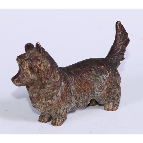 377 - An Austrian cold painted bronze, of a terrier dog, 12cm long, Vienna c.1900