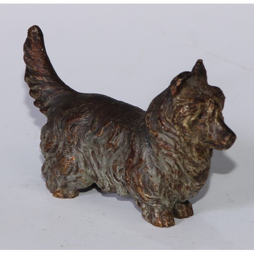 377 - An Austrian cold painted bronze, of a terrier dog, 12cm long, Vienna c.1900