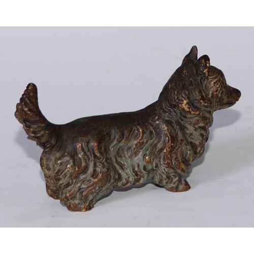 377 - An Austrian cold painted bronze, of a terrier dog, 12cm long, Vienna c.1900