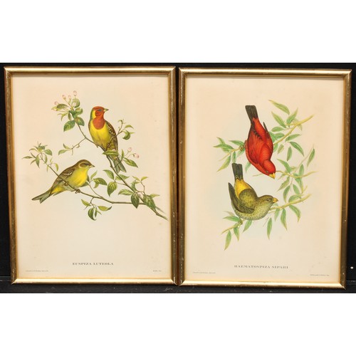 479 - Interior Decoration - a pair of furnishing prints, ornithological subjects after Gould & Richter, Ha... 