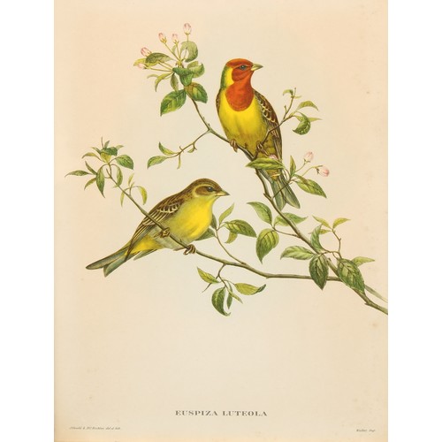 479 - Interior Decoration - a pair of furnishing prints, ornithological subjects after Gould & Richter, Ha... 