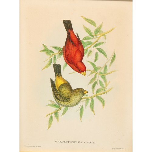 479 - Interior Decoration - a pair of furnishing prints, ornithological subjects after Gould & Richter, Ha... 