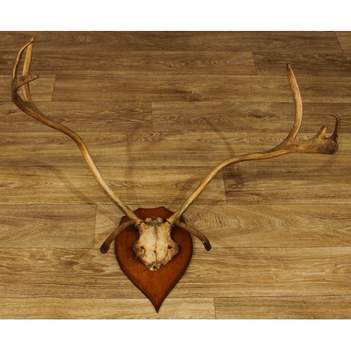 75A - Taxidermy - antlers, oak shield-shaped mount, 54cm high, 81cm wide, 59cm deep overall