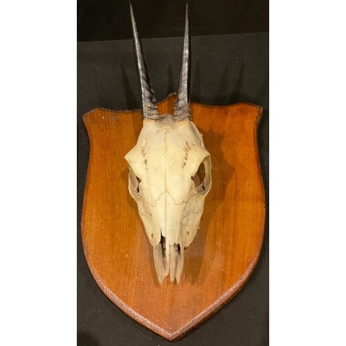 149 - Taxidermy - a mounted skull; another, deer foot (2)