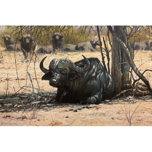 1 - Pip McGarry (bn. 1955),
African Water Buffalo,
signed, dated 2003, oil on canvas, 50.5cm x 76cm.