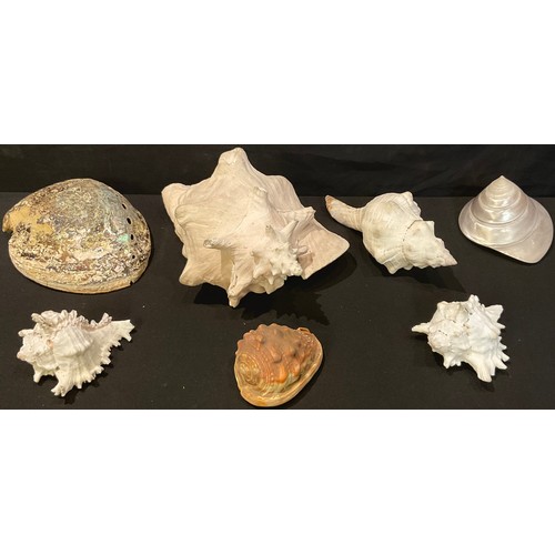 371 - Natural History - a conch shell and other shells (7)