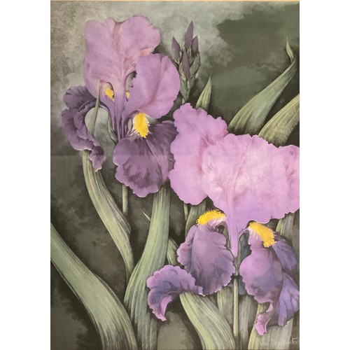 269 - Jean Clarke/Jean Davey Winter (20th century)
A Near Pair of Botanical Studies - Flag Irises,
signed,... 