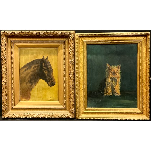 67 - English School (early 20th century), Horses Head, monogrammed W.H., dated 1901, oil on canvas, 37cm ... 