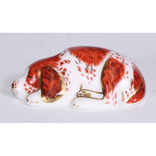 772 - Royal Crown Derby Collectors Guild Exclusive paperweights, Sugar, Molly, Puppy, Scruff and Spice, al... 