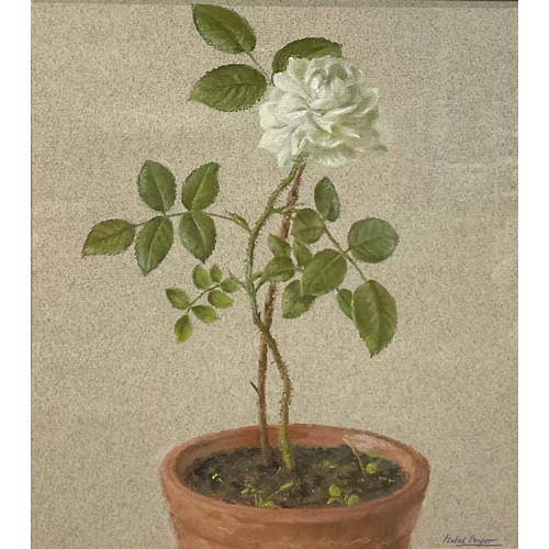 547 - Isobel Sayer (Derbyshire Artist)
White Rose
singed, pastel, , 26.5cm x 23cm;  another, Cabbage with ... 