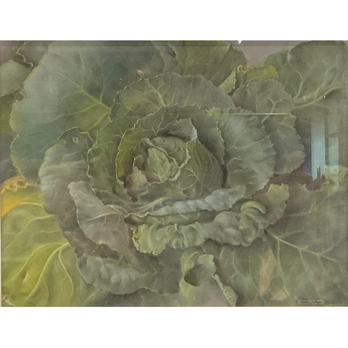 547 - Isobel Sayer (Derbyshire Artist)
White Rose
singed, pastel, , 26.5cm x 23cm;  another, Cabbage with ... 