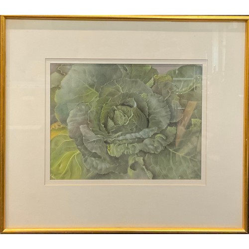 547 - Isobel Sayer (Derbyshire Artist)
White Rose
singed, pastel, , 26.5cm x 23cm;  another, Cabbage with ... 