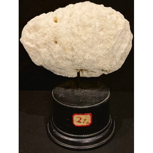 76 - Natural History - a coral specimen, mounted for display, 20cm high overall