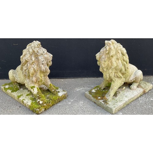 3134 - A pair of composite garden lions, seated to the left and right, rectangular bases length 56cm width ... 