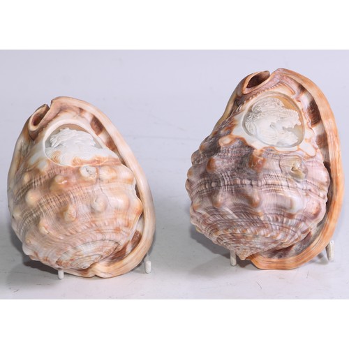 1387 - A 19th century cameo conch shell, carved after Classical antiquity, 13cm long; another, similar (2)