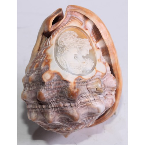 1387 - A 19th century cameo conch shell, carved after Classical antiquity, 13cm long; another, similar (2)