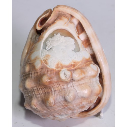 1387 - A 19th century cameo conch shell, carved after Classical antiquity, 13cm long; another, similar (2)