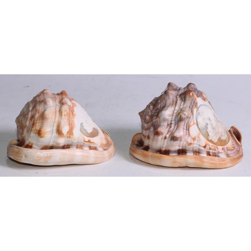 1387 - A 19th century cameo conch shell, carved after Classical antiquity, 13cm long; another, similar (2)