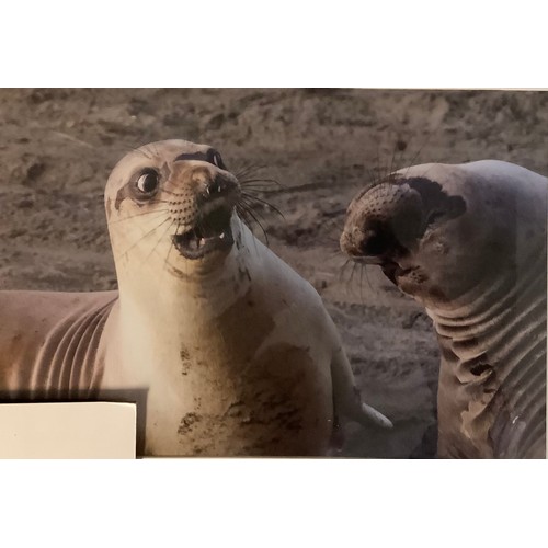 156 - The Comedy Wildlife Photography Awards - George Cathcart, WTF?, young elephant seal and friend, phot... 