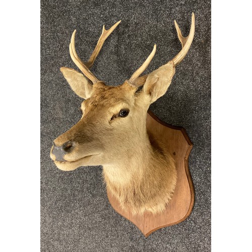 77 - Taxidermy - A mid 20th century Red Deer Stag head, eight point antlers, mounted on a shield-shaped o... 