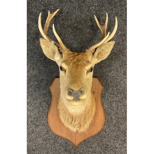 77 - Taxidermy - A mid 20th century Red Deer Stag head, eight point antlers, mounted on a shield-shaped o... 