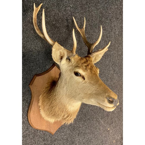 77 - Taxidermy - A mid 20th century Red Deer Stag head, eight point antlers, mounted on a shield-shaped o... 