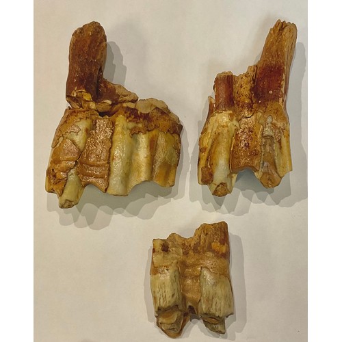 55 - Fossils - The Trent Valley

A large Steppe Mammoth (Mammuthus Trogontherii) tooth and tusk sections,... 