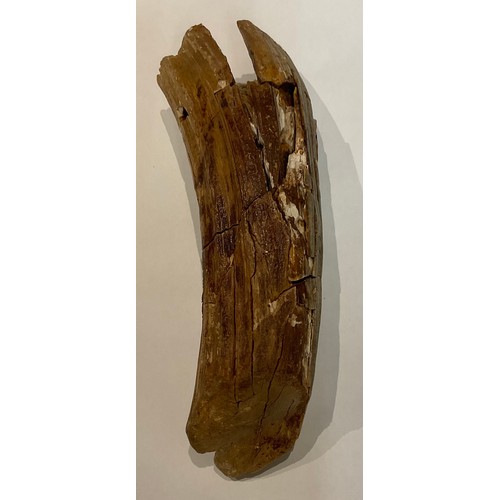 55 - Fossils - The Trent Valley

A large Steppe Mammoth (Mammuthus Trogontherii) tooth and tusk sections,... 